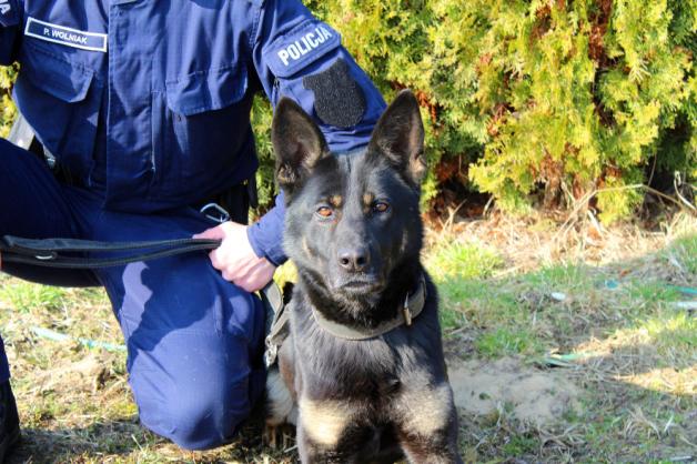 Nowa